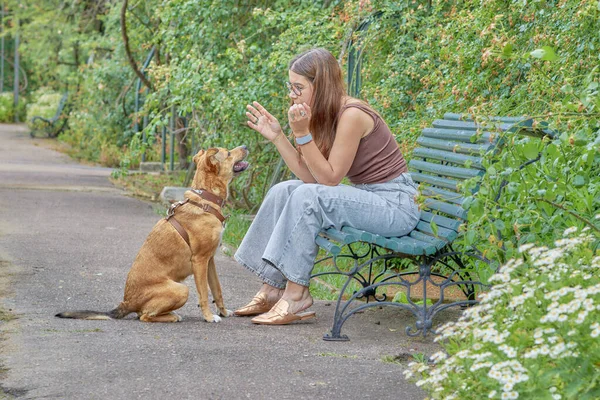 Şehir bahçesinde melez köpeğiyle bir kadının doğal portresi. Etkileşimleri eğitim, duygusal bağ ve yeşil ve lanet bir ortamda gerçek bir bağ olduğunu gösteriyor..