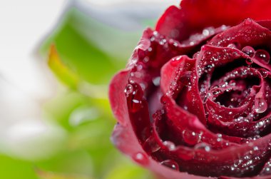 Kırmızı gül ile su damlası kadar kapatın