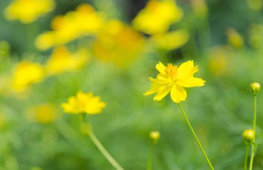 Bahçede sarı Cosmos