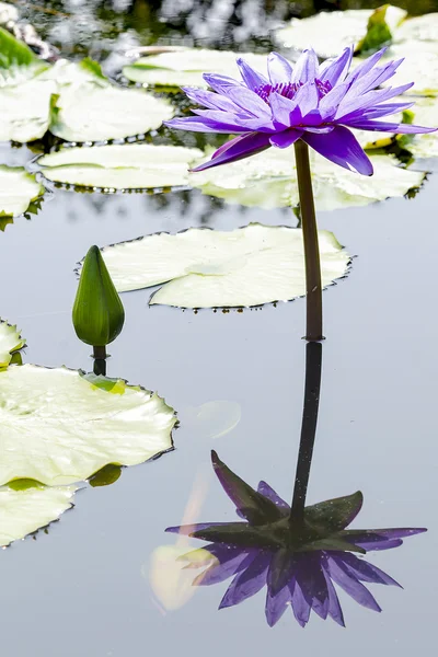 Veilchenlotus im Teich — Stockfoto