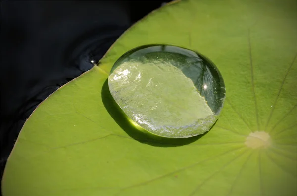 lotus yaprak Çiy Teslimi