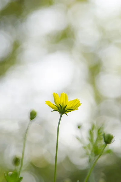 Bokhe ile sarı evren