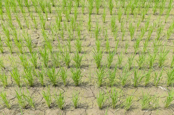 Ryż na polu — Zdjęcie stockowe