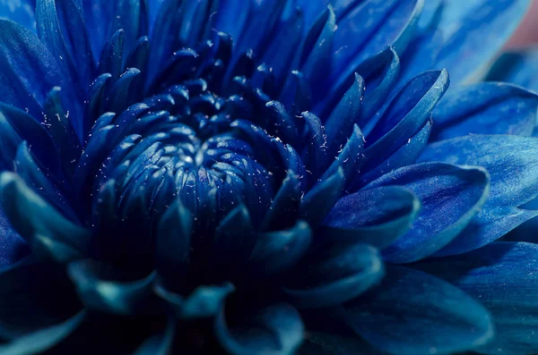 Close up blue flower petals Royalty Free Stock Photos