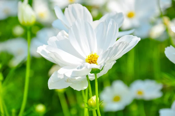 White Cosmos Flower Royalty Free Stock Photos