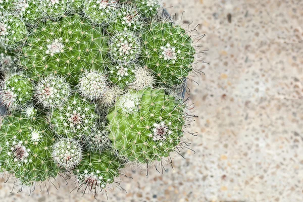 kaktüs kadar yakın