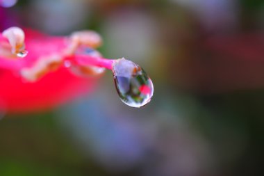 yaprağın üzerinde çiçek