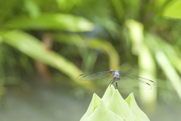 Libelle mit Lotus — Stockfoto