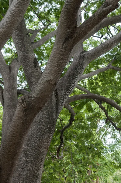 Büyük gölge ağacı