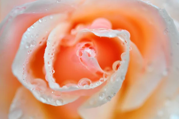 bej gül yakın çekim