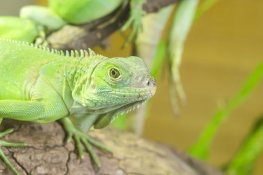 kertenkele kadar yakın