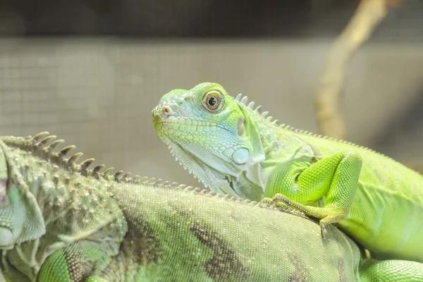 kertenkele kadar yakın