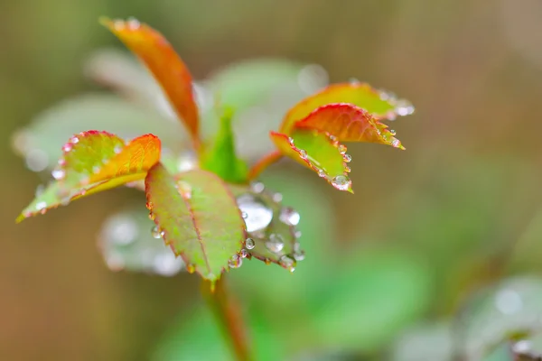 Kadar çok renkli iplik örgü modeli kapatın,