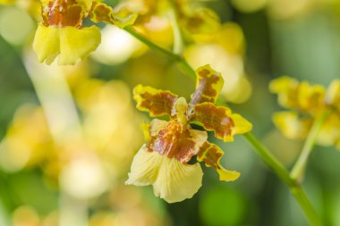 Sarı orkide kadar kapatın