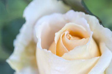 Turuncu gül kapatın