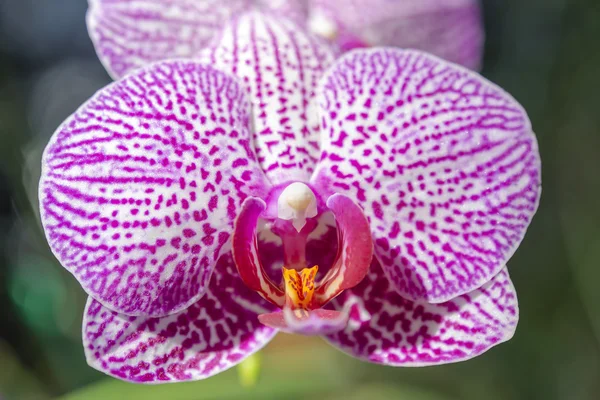 pembe orkide kapatmak