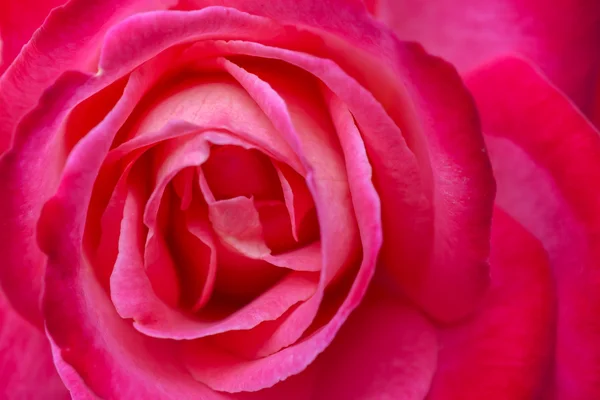 Kırmızı Gülü kapat