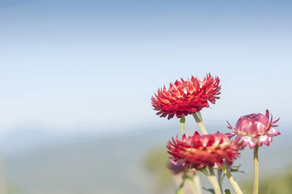Kırmızı sonsuz çiçek