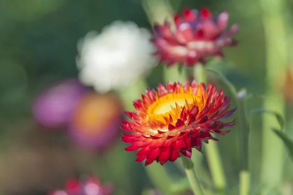 Kırmızı sonsuz çiçek