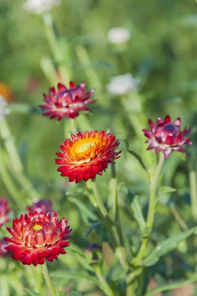 Kırmızı sonsuz çiçek