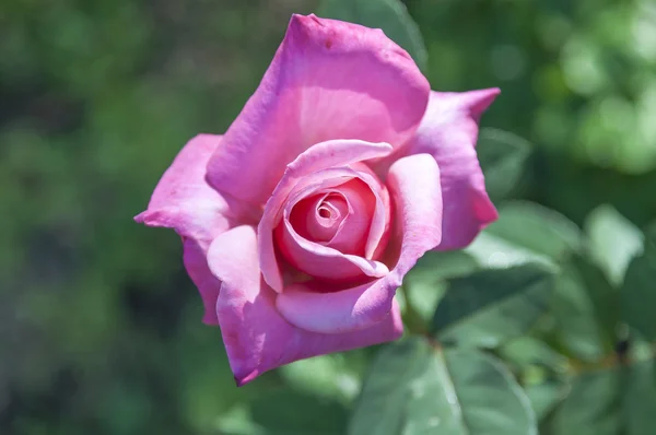 ピンクのバラで引けた — ストック写真