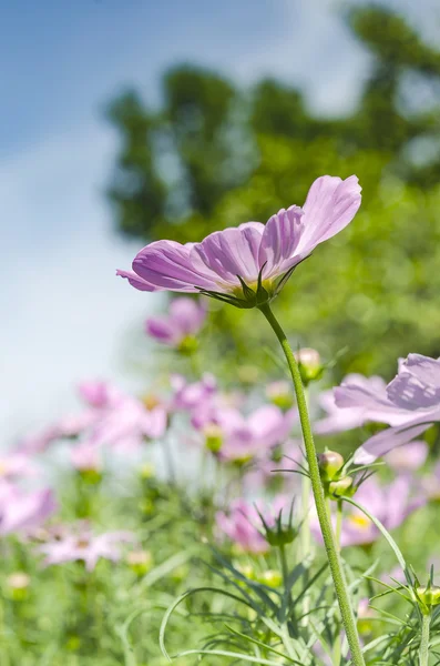 Pembe evren kadar kapalı