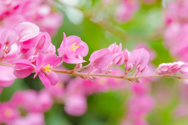 Pembe çiçek kadar kapalı
