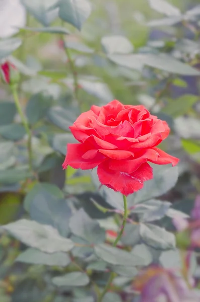 붉은 장미가 있는 정원 — 스톡 사진