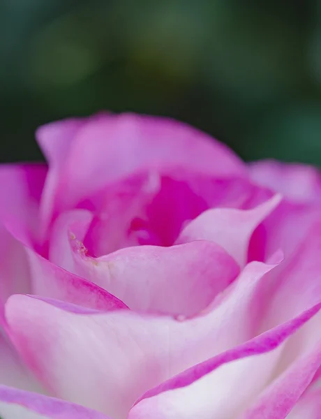 Foco suave de rosa rosa para fundo — Fotografia de Stock