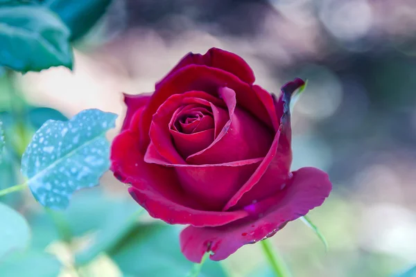 Rosa vermelha no jardim — Fotografia de Stock