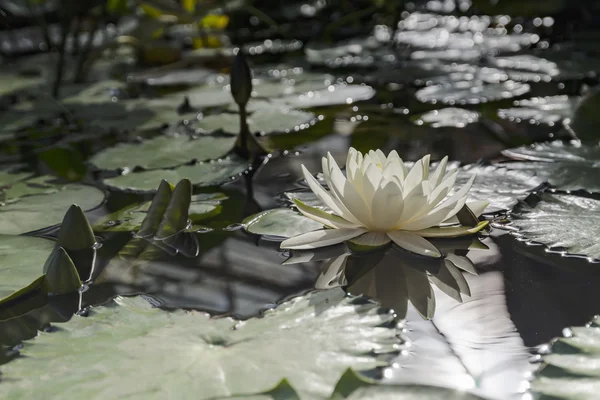 White lotus blossom Stock Photo