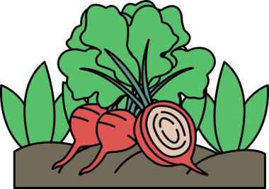 İçinde havuç ve pancar olan bir sebze bahçesi çizimi. Havuçlar ön planda, pancarlar arka planda.