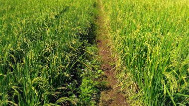 Parlak Güneş Işığı Altında Olgunlaşmış Tahıllı Yeşil Pirinç Tarlası Çeltik Çiftliği
