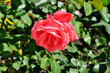 Güzel açan pembe gül çiçeği Yaz Bahçesi 'nde gün ışığı