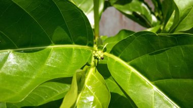 Genç Noni Meyvesi 'nin Kapanışı Bud Parlak Yeşil Yapraklarla Branch' ta büyüyor
