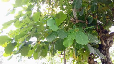 Açık Bahçe Lambası ve Güneş Işığı Arkaplanı ile Tropikal Tik Ağacı Yaprağı