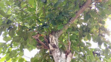 Büyük Tropikal Ağaç Gövdesi Yeşil Yapraklı Örtülü ve Dokulu Güneş Işığında Havlayan