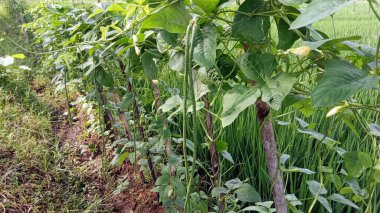 Yeşil çeltik tarlası zeminli Taze Organik Uzun Fasulyeler