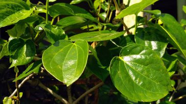 Taze Yeşil Betel Yaprak Arka planı Bitkisel Tıp için Betle Sarmaşığı