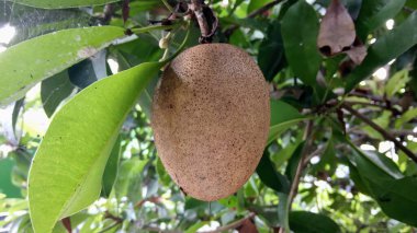 Olgun Sapodilla Ağaç Dalında Yeşil Yapraklarla Asılı Tropikal Manilkara Zapota Yakından