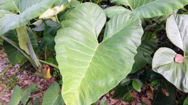 Büyük Fil Kulaklı Taro Tropikal Orman Yaprağı