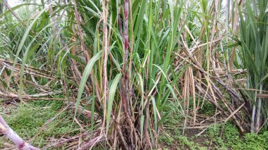 Mor Şeker Kamışı Avları Tarla Tarlası Tarlasında Büyüyor
