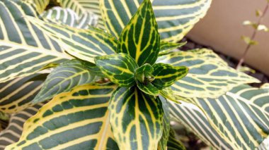 Değişken Zebra Bitkisi Yaprakları ve Orta Bud 'ın Macro Manzarası