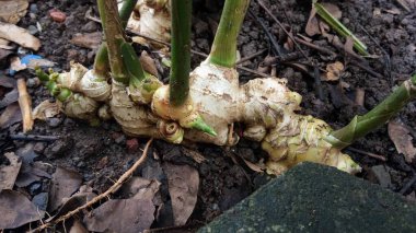 Koyu Dünya 'da Yeni Yeşil Çekimlerle Ginger Köküne Yakın