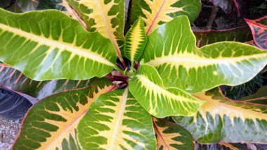 Sarı ve Yeşil Değişken Croton Yerleşkesi Üst Görünümü