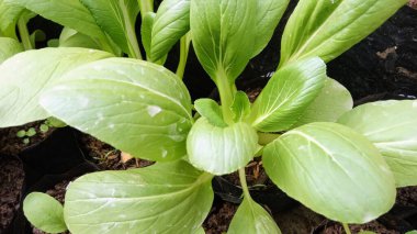 Taze Yeşil Pak Choi veya Bok Choy Bitkileri Siyah Polybags Bahçesinde yetişiyor