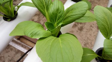 Pak Choi Bitki Yetiştirme Hidrofonik Delik Detay Görünümü