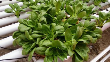 Lush Green Pak Choi Profesyonel Hidrofonik NFT Kanal Sistemi 'nde büyüyor