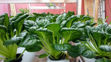 Hidroponik Sera Ticari Tarımında Olgun Tatsoi Bitkileri Sırası