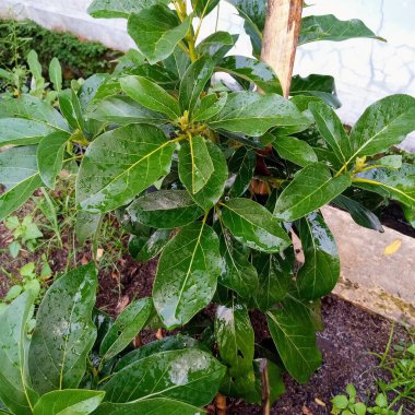 Canlı Yeşil Yaprakları ve Bahçede Yağmur Damlaları Olan Genç Avokado Ağacı Kabuğu